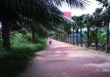 Tree Plantation